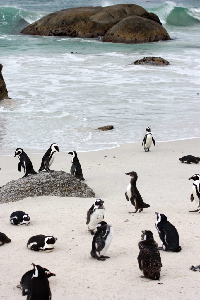 4 Boulders Beach Penguins South Africa - www.beautybutterflies.de
