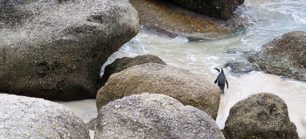 5 Boulders Beach Penguins South Africa - www.beautybutterflies.de