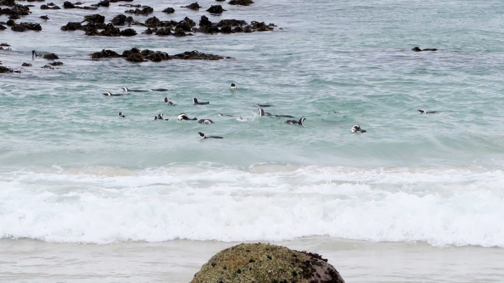 6 Boulders Beach Penguins South Africa - www.beautybutterflies.de