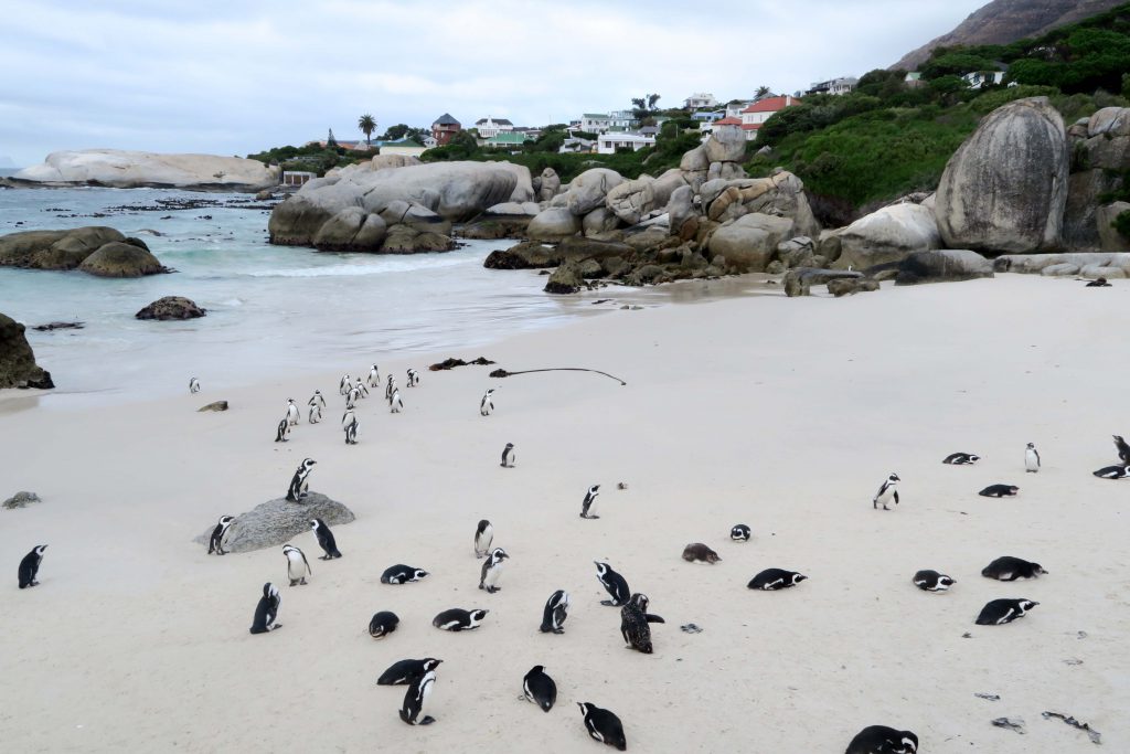 7 Boulders Beach Penguins South Africa - www.beautybutterflies.de