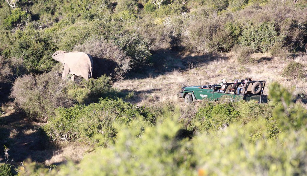 Kariega Private Game Reserve South Africa Elefant und Offener Jeep - www.beautybutterflies.de_17