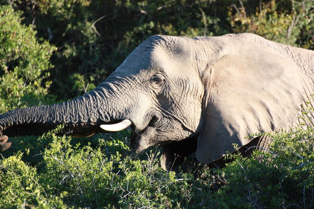 Kariega Private Game Reserve South Africa Elefant- www.beautybutterflies.de_17