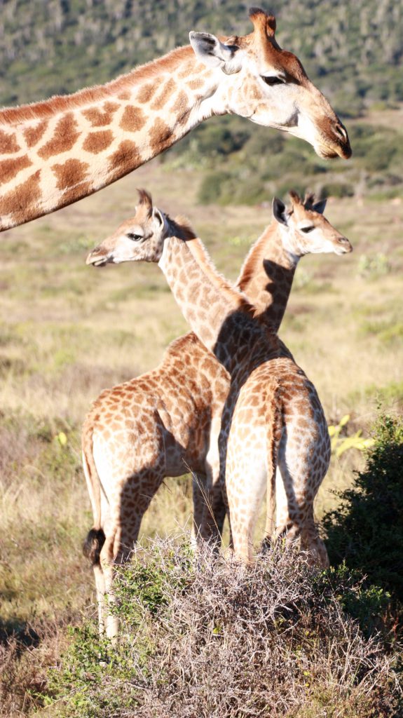 Kariega Private Game Reserve South Africa Giraffen familie - www.beautybutterflies.de_19