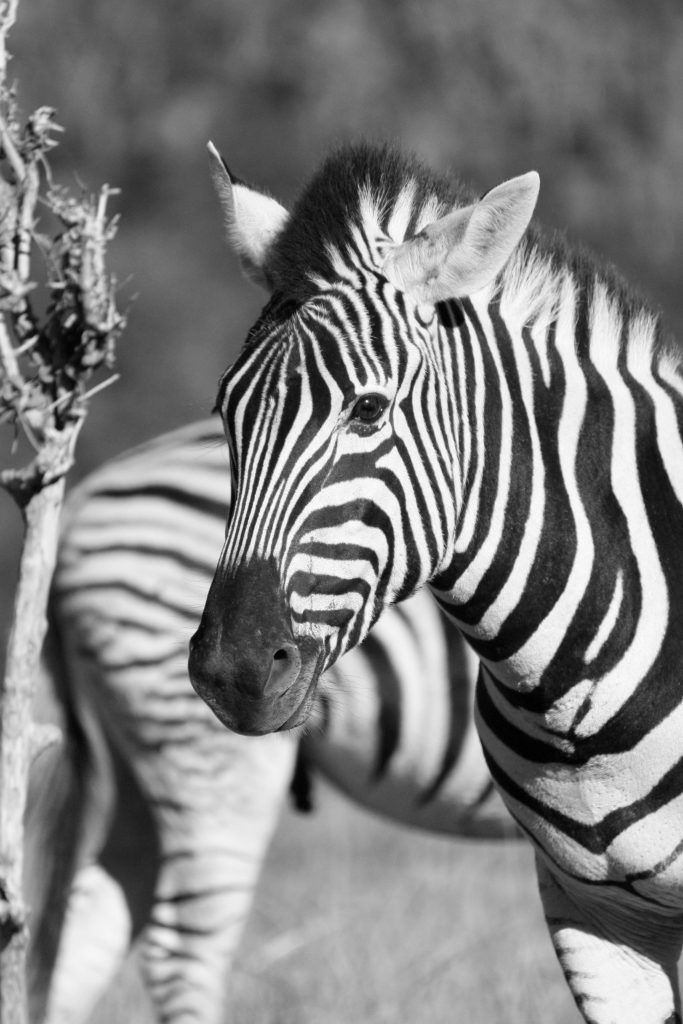 Kariega Private Game Reserve South Africa Zebra schwarz weiss - www.beautybutterflies.de_18