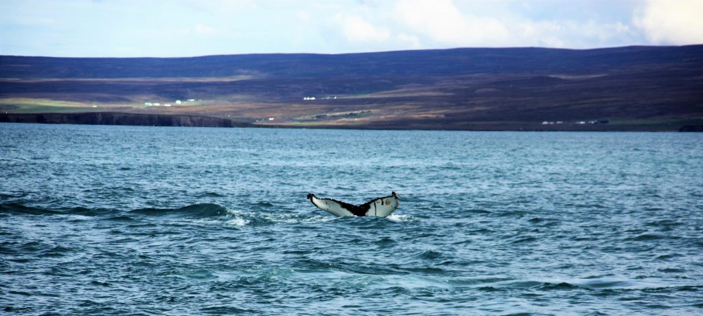 wale-watching-north-sailing-husavik-iceland-humpback-www-beautybutterflies-de-5