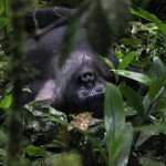 Unique Uganda III – Gorilla-Trekking… Once in a lifetime!
