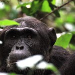 Unique Uganda VI  Schimpansen Trekking in Kibale
