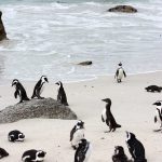 Südafrikas Kaphalbinsel – Knuffige Pinguine und raue Ozeane