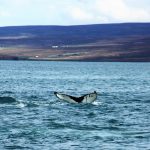 Roadtrip Island – Götterwasserfall und Whale Watching in Husavik