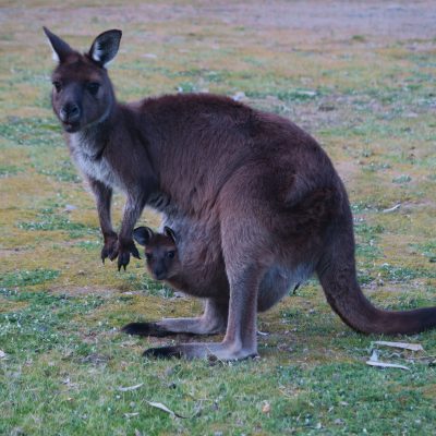 2 Tage auf Kangaroo Island – Meine 8 Highlights der Tour