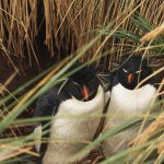 Antarktis Tagebuch #3 – Pinguin- und Albatross-Kolonien auf den Falklandinseln