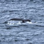 Antartkis Tagebuch #6 – Whale Watching und Seetage-Stress