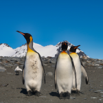 Antarktis Tagebuch #7 – Eine halbe Millionen Pinguine