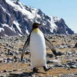 ANTARKTIS TAGEBUCH #9 – Auf Spuren von Shackleton