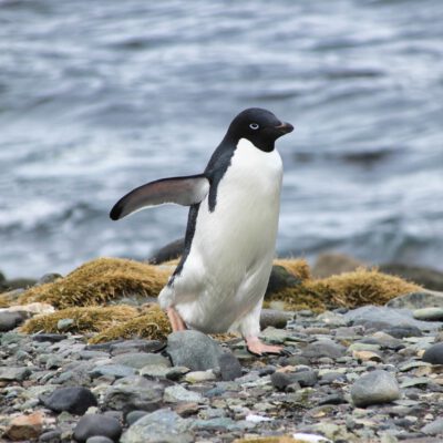 Antarktis Tagebuch #15 – Putzige Adelie Pinguine & Forschungsstation
